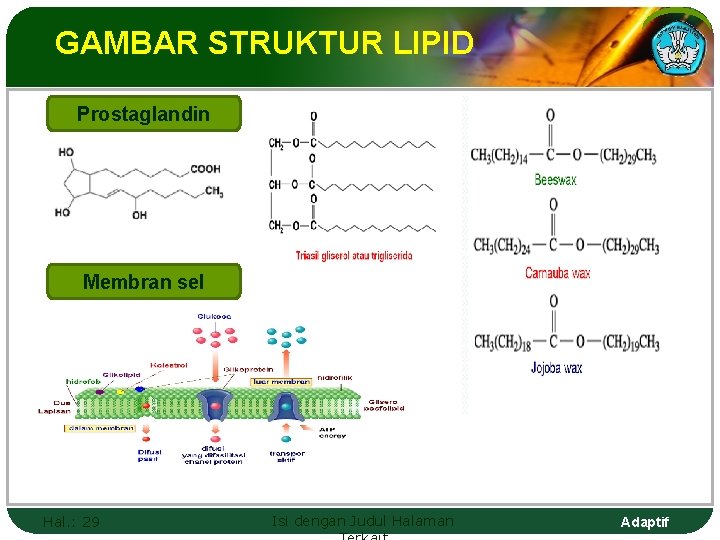 GAMBAR STRUKTUR LIPID Prostaglandin Membran sel Hal. : 29 Isi dengan Judul Halaman Adaptif