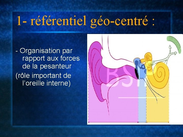 1 - référentiel géo-centré : - Organisation par rapport aux forces de la pesanteur