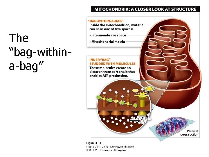 The “bag-withina-bag” 