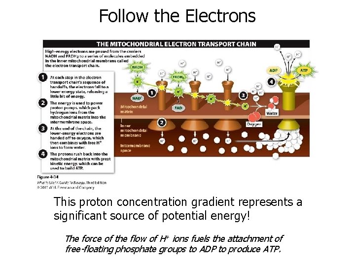 Follow the Electrons This proton concentration gradient represents a significant source of potential energy!