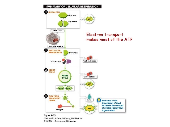 Electron transport makes most of the ATP 