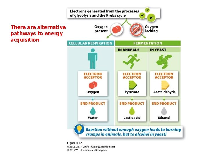 There alternative pathways to energy acquisition 