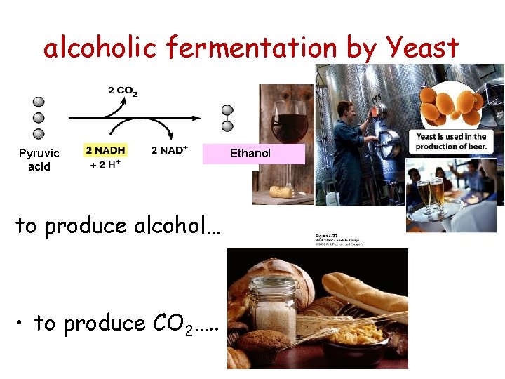 alcoholic fermentation by Yeast Pyruvic acid to produce alcohol… • to produce CO 2….