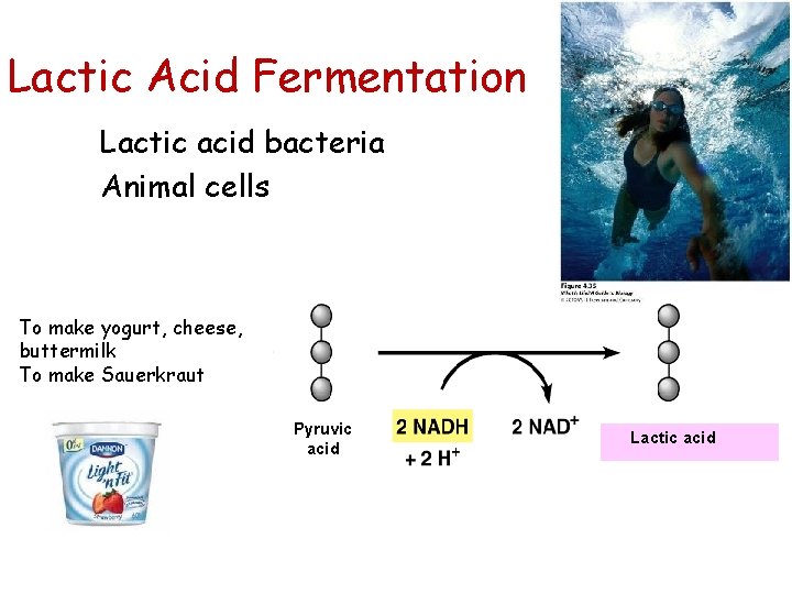 Lactic Acid Fermentation Lactic acid bacteria Animal cells To make yogurt, cheese, buttermilk To