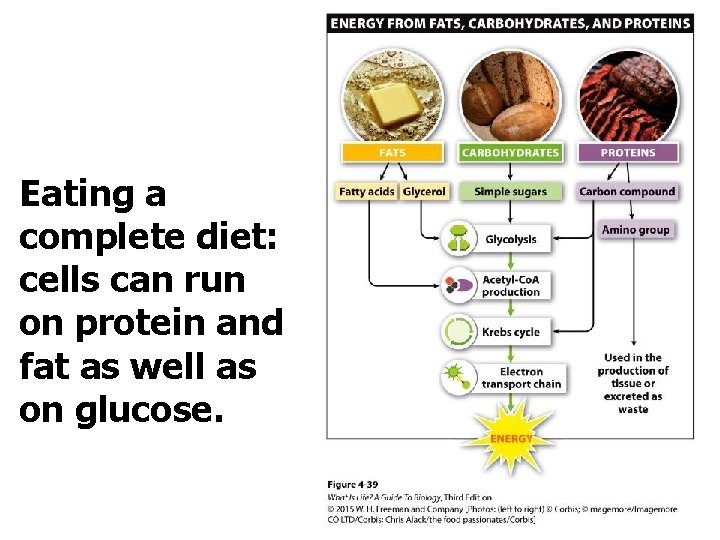 Eating a complete diet: cells can run on protein and fat as well as