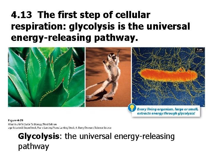 4. 13 The first step of cellular respiration: glycolysis is the universal energy-releasing pathway.