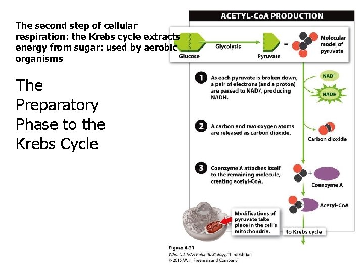 The second step of cellular respiration: the Krebs cycle extracts energy from sugar: used