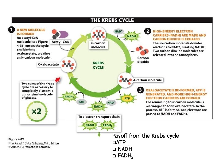 Payoff from the Krebs cycle q. ATP q NADH q FADH 2 