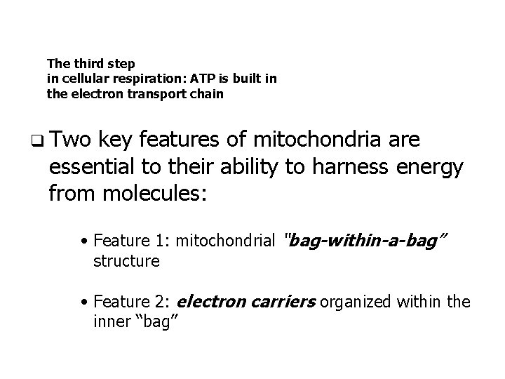The third step in cellular respiration: ATP is built in the electron transport chain
