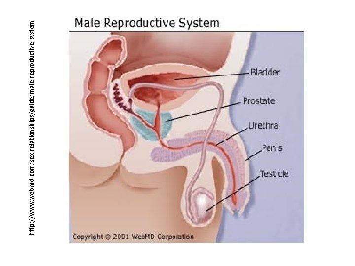http: //www. webmd. com/sex-relationships/guide/male-reproductive-system 