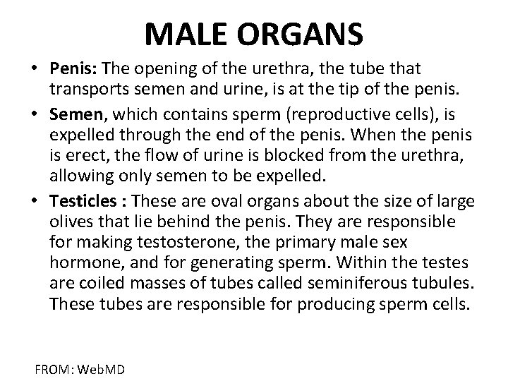 MALE ORGANS • Penis: The opening of the urethra, the tube that transports semen