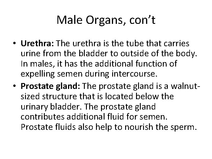 Male Organs, con’t • Urethra: The urethra is the tube that carries urine from