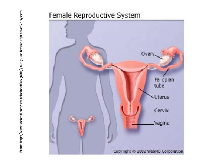 From: http: //www. webmd. com/sex-relationships/guide/your-guide-female-reproductive-system 
