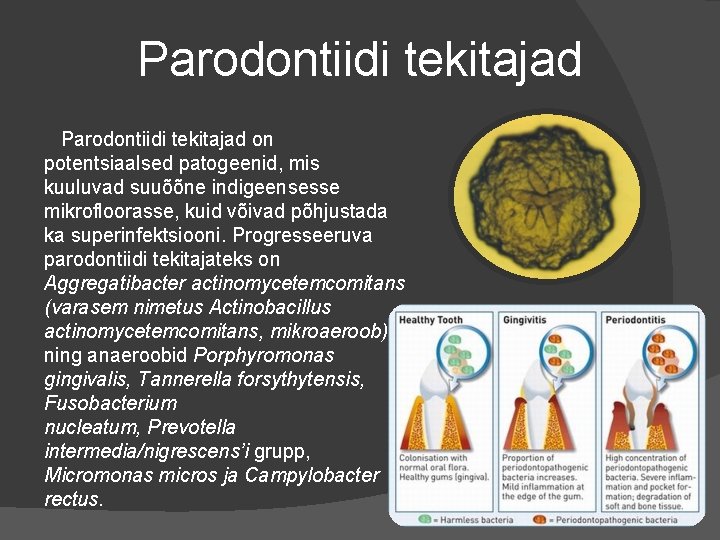 Parodontiidi tekitajad on potentsiaalsed patogeenid, mis kuuluvad suuõõne indigeensesse mikrofloorasse, kuid võivad põhjustada ka