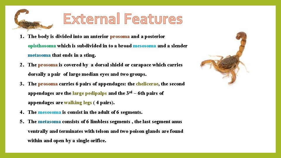 External Features 1. The body is divided into an anterior prosoma and a posterior