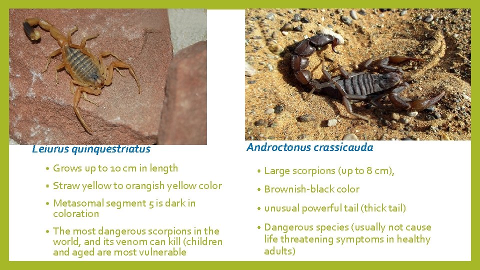 Leiurus quinquestriatus Androctonus crassicauda • Grows up to 10 cm in length • Large