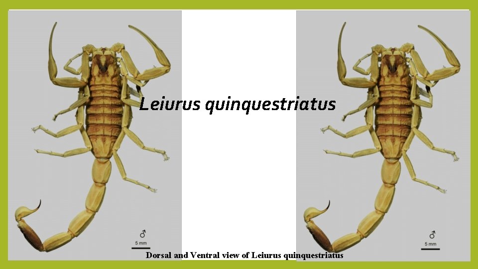 Leiurus quinquestriatus Dorsal and Ventral view of Leiurus quinquestriatus 