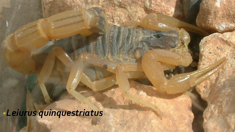  • Leiurus quinquestriatus 