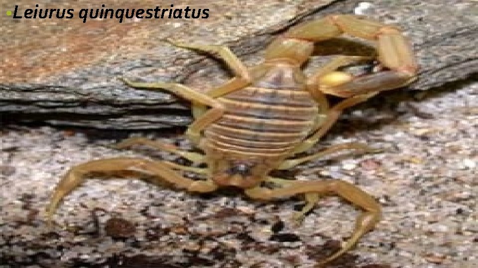  • Leiurus quinquestriatus 