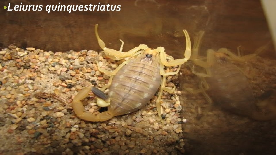  • Leiurus quinquestriatus 