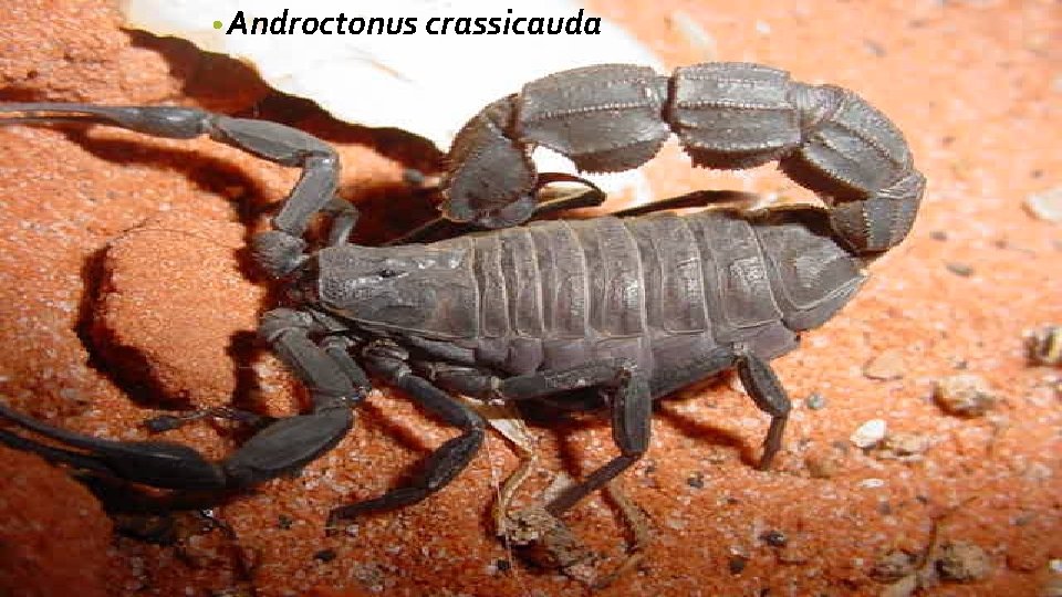  • Androctonus crassicauda 