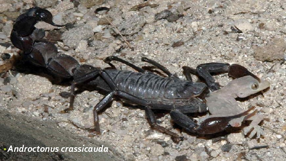  • Androctonus crassicauda 