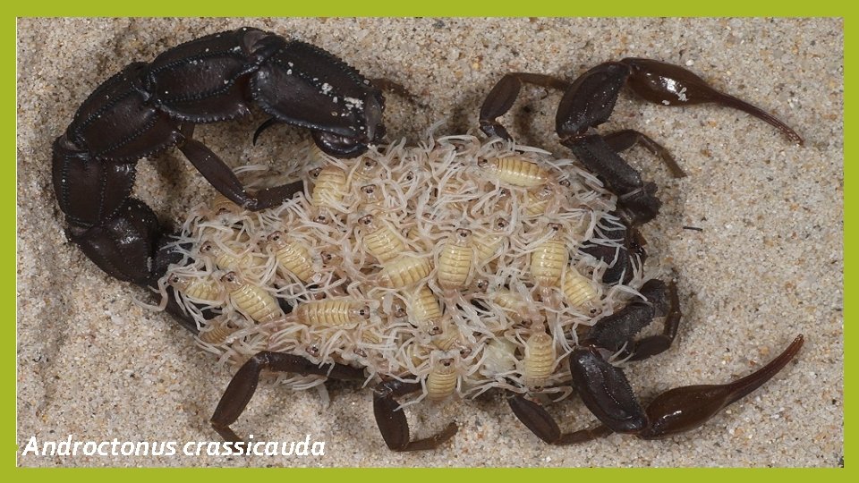  • Androctonus crassicauda 