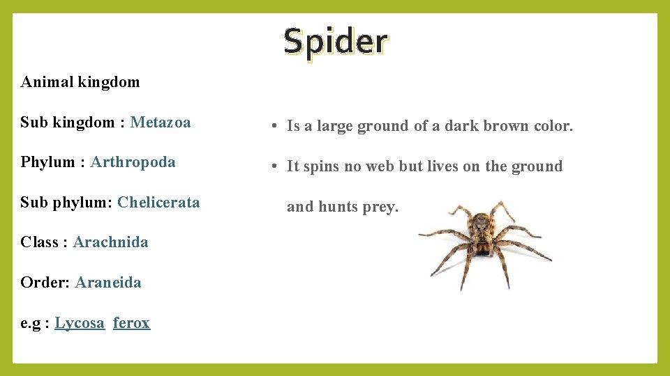 Spider Animal kingdom Sub kingdom : Metazoa • Is a large ground of a