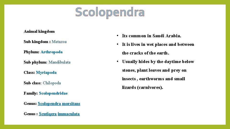 Scolopendra Animal kingdom Sub kingdom : Metazoa Phylum: Arthropoda Sub phylum: Mandibulata Class: Myriapoda