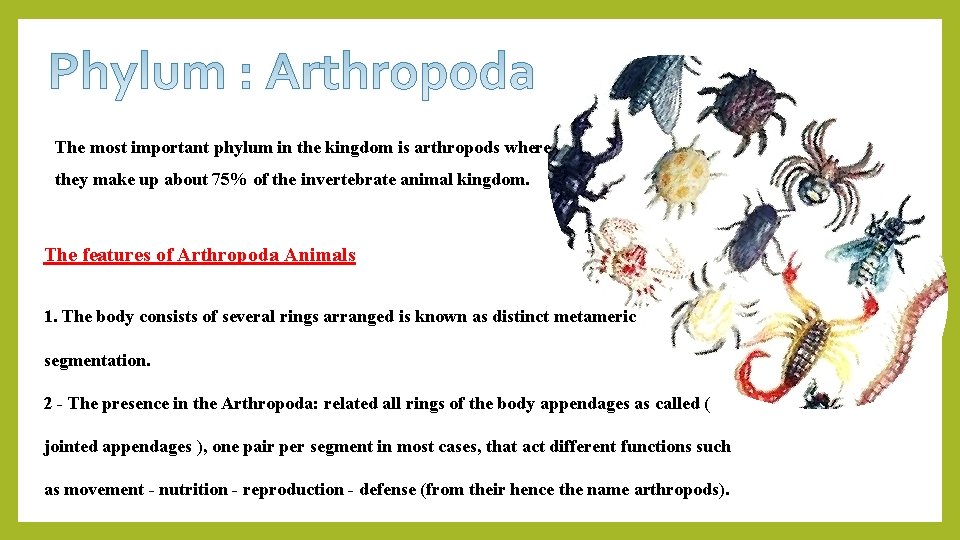 The most important phylum in the kingdom is arthropods where they make up about