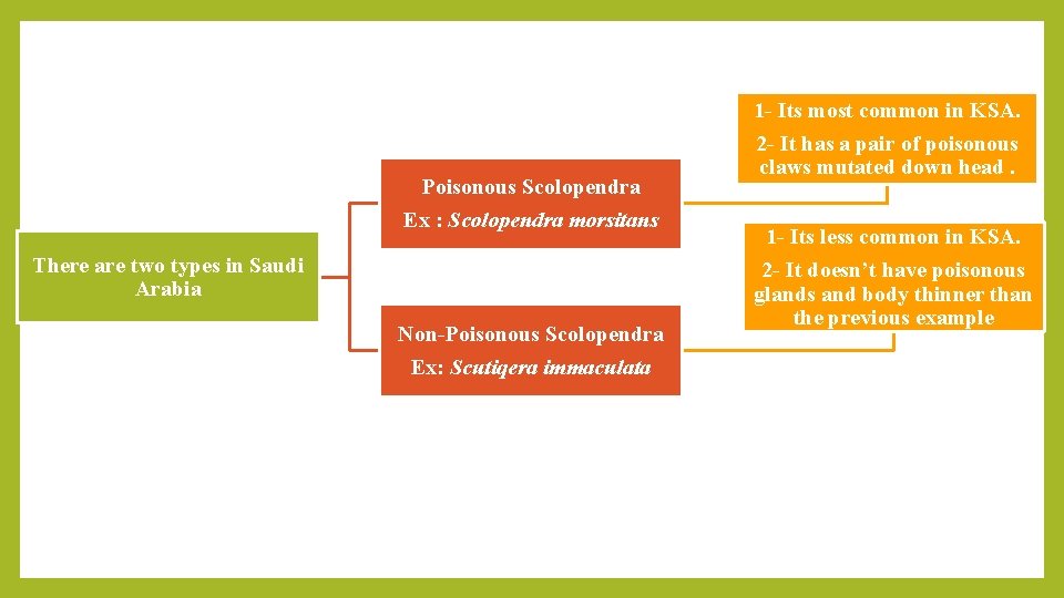 1 - Its most common in KSA. Poisonous Scolopendra Ex : Scolopendra morsitans There