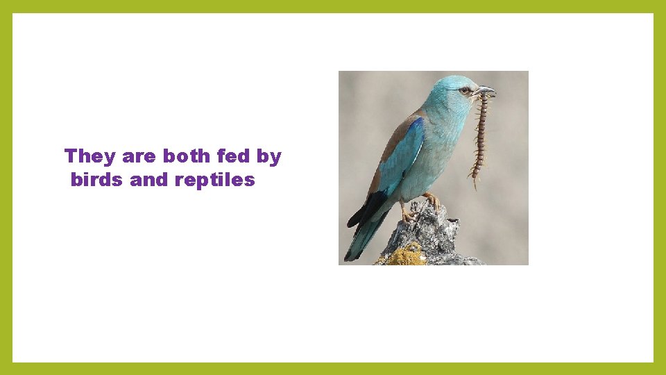 They are both fed by birds and reptiles 