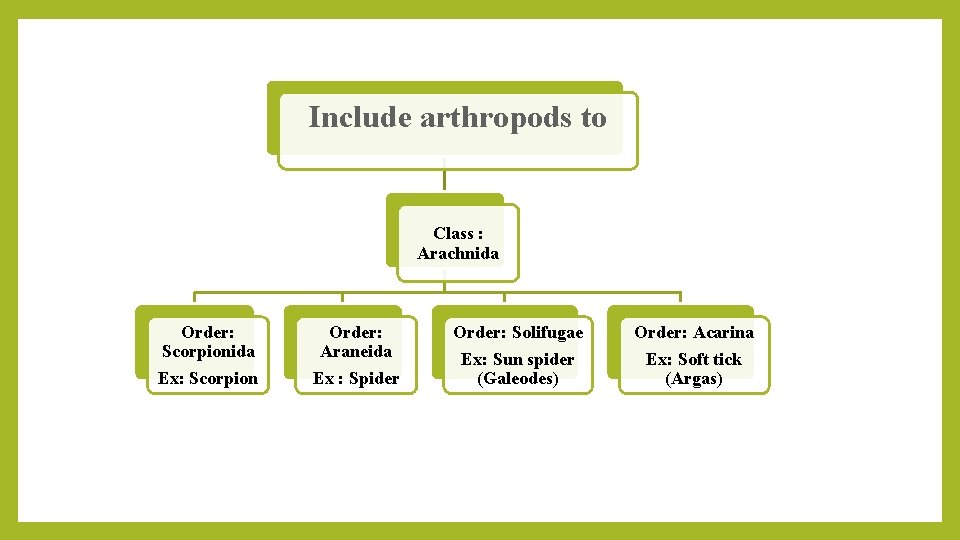 Include arthropods to Class : Arachnida Order: Scorpionida Ex: Scorpion Order: Araneida Ex :