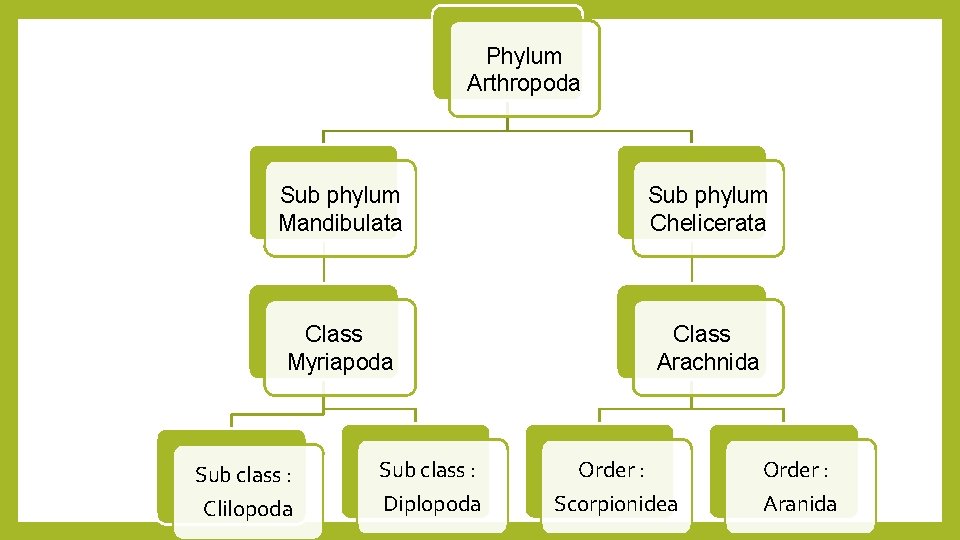 Phylum Arthropoda Sub phylum Mandibulata Sub phylum Chelicerata Class Myriapoda Class Arachnida Sub class
