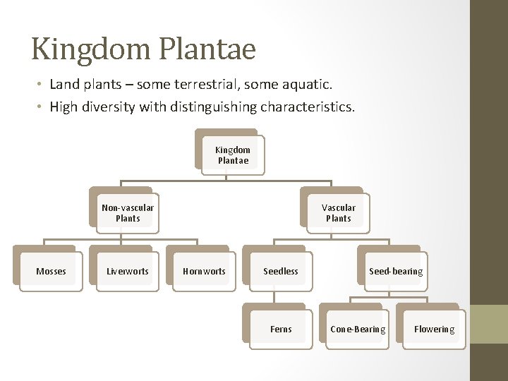 Kingdom Plantae • Land plants – some terrestrial, some aquatic. • High diversity with