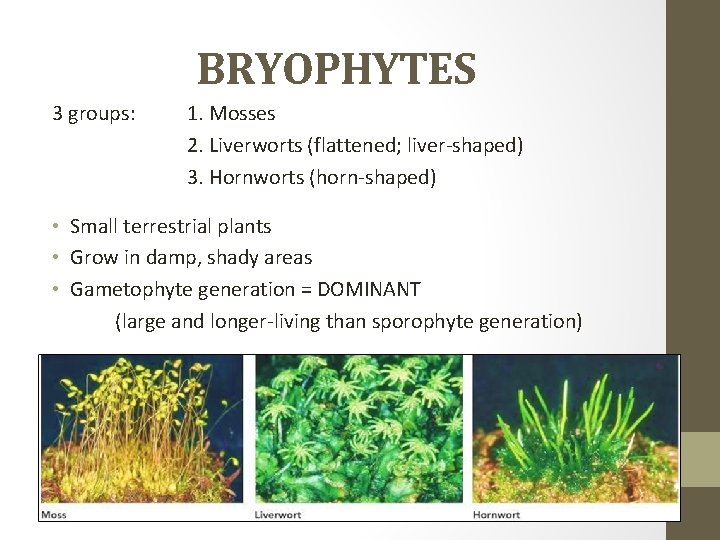 BRYOPHYTES 3 groups: 1. Mosses 2. Liverworts (flattened; liver-shaped) 3. Hornworts (horn-shaped) • Small