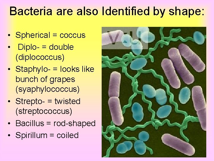 Bacteria are also Identified by shape: • Spherical = coccus • Diplo- = double