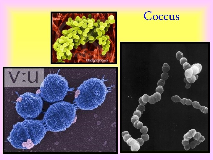 Coccus 