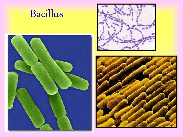 Bacillus 