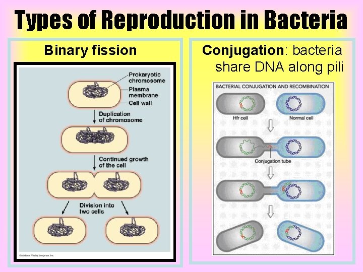 Types of Reproduction in Bacteria Binary fission Conjugation: bacteria share DNA along pili 