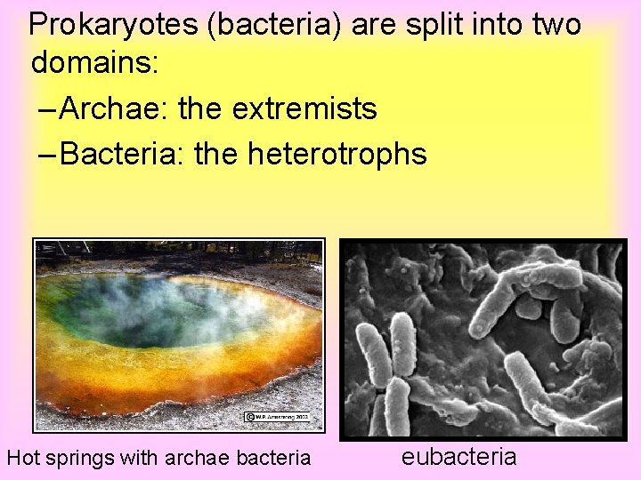 Prokaryotes (bacteria) are split into two domains: – Archae: the extremists – Bacteria: the