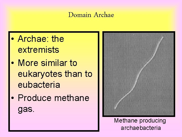 Domain Archae • Archae: the extremists • More similar to eukaryotes than to eubacteria