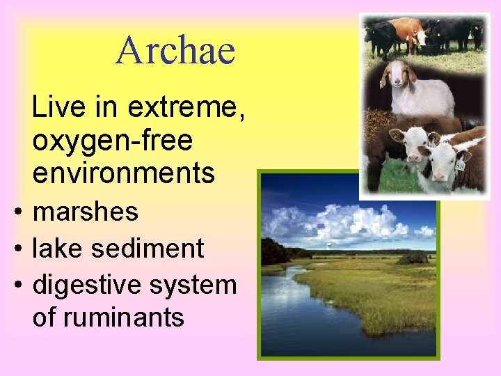 Archae Live in extreme, oxygen-free environments • marshes • lake sediment • digestive system