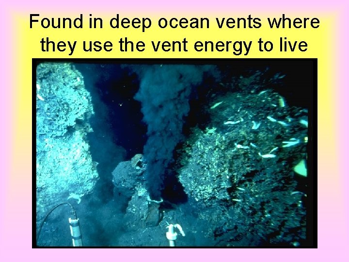 Found in deep ocean vents where they use the vent energy to live 