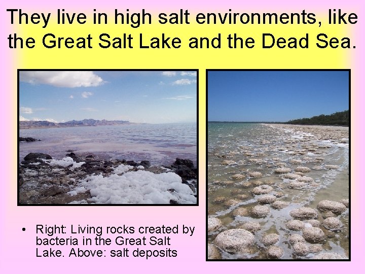 They live in high salt environments, like the Great Salt Lake and the Dead