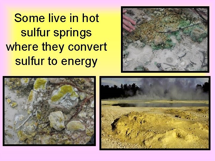 Some live in hot sulfur springs where they convert sulfur to energy 