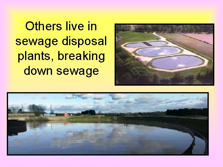 Others live in sewage disposal plants, breaking down sewage 