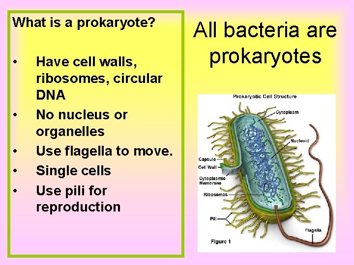 What is a prokaryote? • • • Have cell walls, ribosomes, circular DNA No