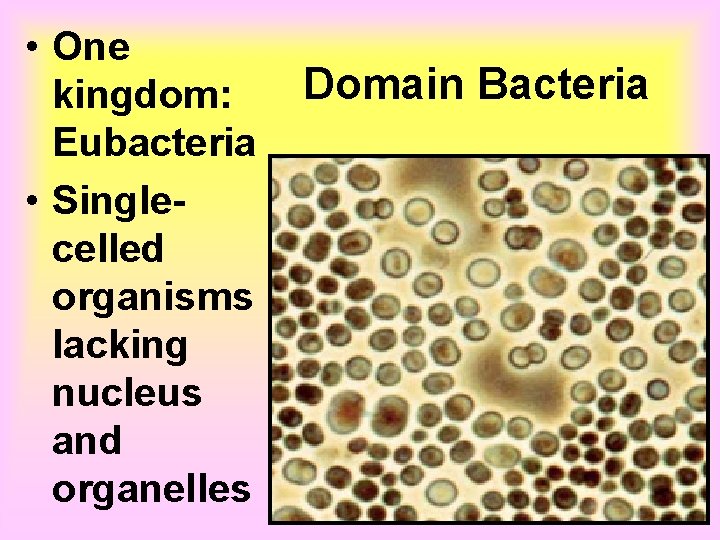  • One kingdom: Eubacteria • Singlecelled organisms lacking nucleus and organelles Domain Bacteria