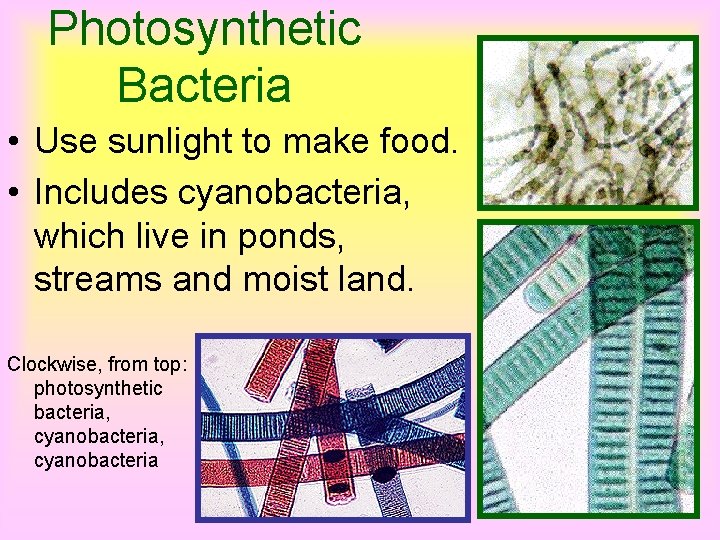 Photosynthetic Bacteria • Use sunlight to make food. • Includes cyanobacteria, which live in